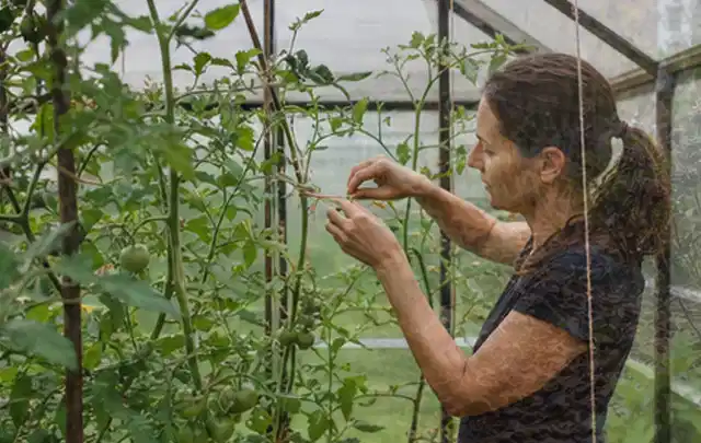 Person bindet junge Tomatentriebe in einem privaten Gewächshaus vorsichtig an; Thema Rote Bete, Schwerpunkt Pflanzenschutz; Kontrolle.