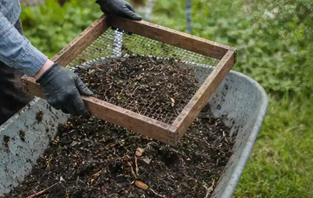 Behandschuhte Hände sieben reifen Kompost über einer Gartenschubkarre; Thema Rote Bete, Schwerpunkt Pflanzenschutz; Ergebnis.