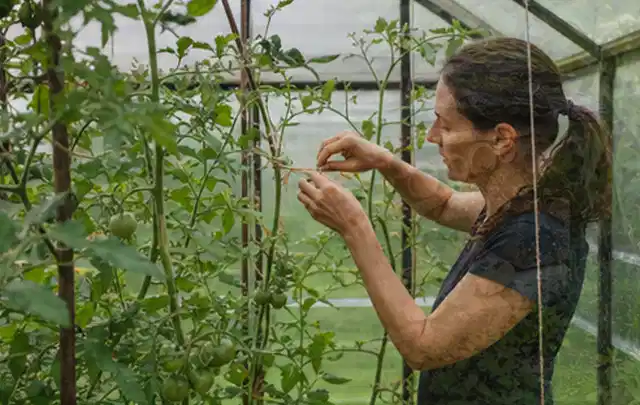 Person bindet junge Tomatentriebe in einem privaten Gewächshaus vorsichtig an; Thema Rote Bete, Schwerpunkt Pflanzung; Ergebnis.