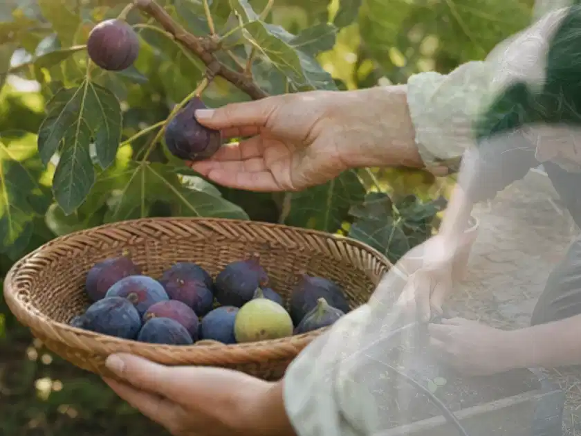 Hand pflückt eine reife Feige über einem flachen Korb mit Früchten; Thema Rote Bete, Schwerpunkt Saisonkalender; Titelbild.