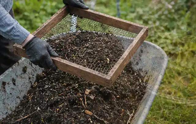 Behandschuhte Hände sieben reifen Kompost über einer Gartenschubkarre; Thema Rote Bete, Schwerpunkt Schnitt; Kontrolle.