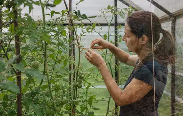 Person bindet junge Tomatentriebe in einem privaten Gewächshaus vorsichtig an; Thema Rote Bete, Schwerpunkt Sortenwahl; Kontrolle.