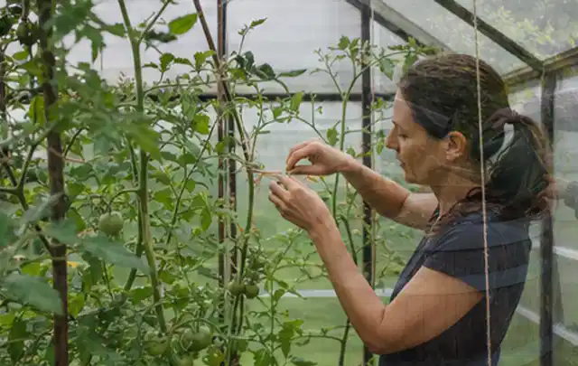 Person bindet junge Tomatentriebe in einem privaten Gewächshaus vorsichtig an; Thema Rote Bete, Schwerpunkt Standort; Praxisalltag.