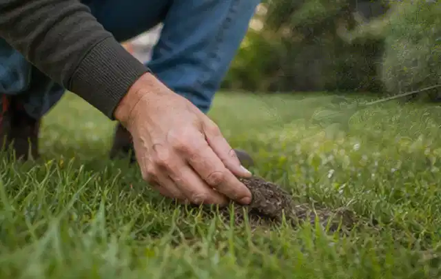 Hand hebt eine kleine Bodenprobe aus einer grünen Rasenfläche; Thema RTK Mähroboter, Schwerpunkt Gärten mit großer Fläche; Ergebnis.