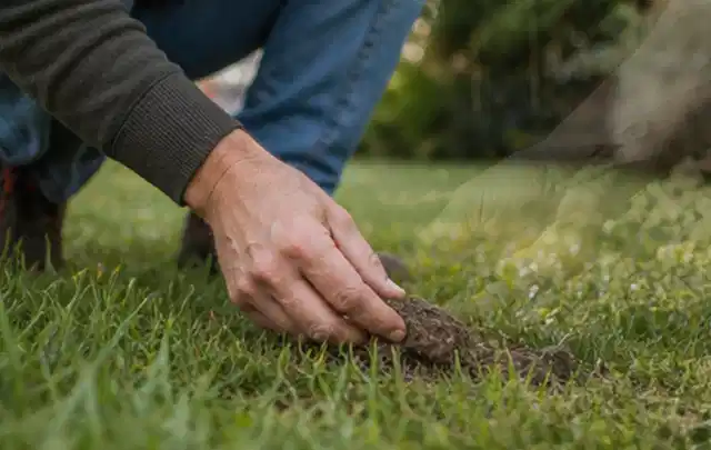 Hand hebt eine kleine Bodenprobe aus einer grünen Rasenfläche; Thema RTK Mähroboter, Schwerpunkt Vergleich; Kontrolle.