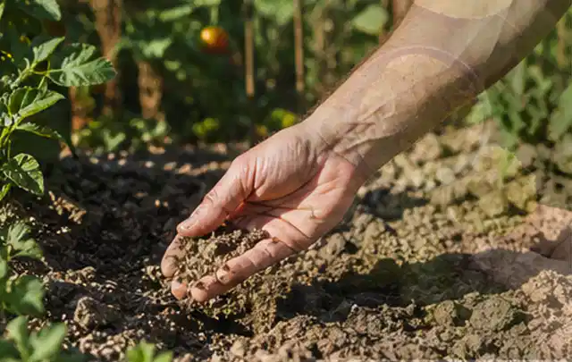 Hand prüft trockene krümelige Gartenerde während einer warmen Sommerphase; Thema Saisonale Tipps, Schwerpunkt Ratgeber; Ausgangslage.