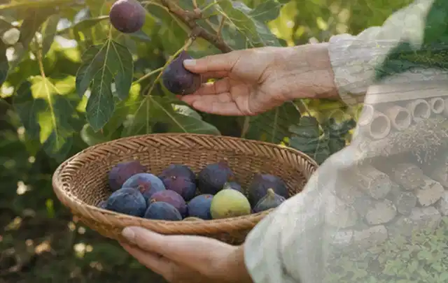 Hand pflückt eine reife Feige über einem flachen Korb mit Früchten; Thema Salat, Schwerpunkt Anbau; Umsetzung.