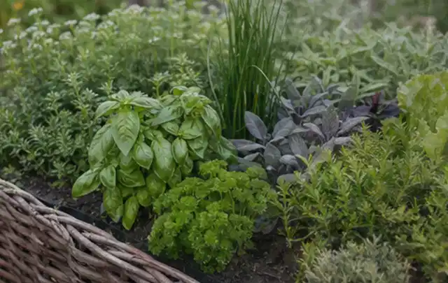 Dichtes Hochbeet mit Basilikum Schnittlauch Petersilie Salbei und weiteren Küchenkräutern; Thema Salat, Schwerpunkt Anbau; Kontrolle.