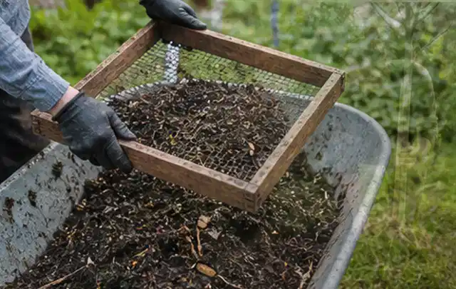 Behandschuhte Hände sieben reifen Kompost über einer Gartenschubkarre; Thema Salat, Schwerpunkt Aussaat; Kontrolle.