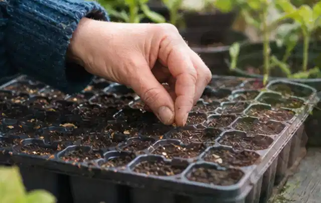 Hand legt einzelne Samen in vorbereitete Anzuchtschalen mit lockerer Erde; Thema Salat, Schwerpunkt Balkongarten; Umsetzung.
