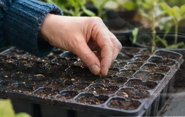 Hand legt einzelne Samen in vorbereitete Anzuchtschalen mit lockerer Erde; Thema Salat, Schwerpunkt Bewässerung; Ausgangslage.