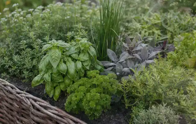 Dichtes Hochbeet mit Basilikum Schnittlauch Petersilie Salbei und weiteren Küchenkräutern; Thema Salat, Schwerpunkt Bewässerung; Ergebnis.