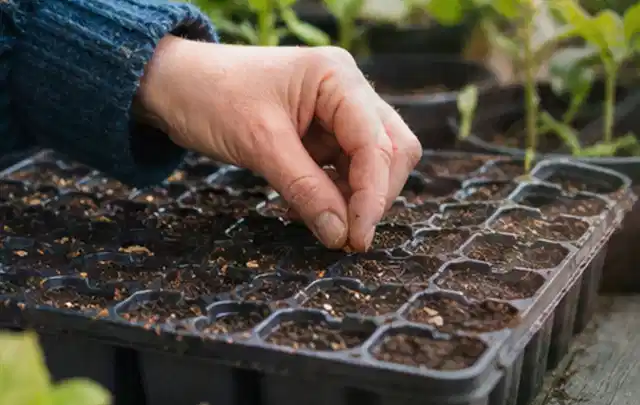 Hand legt einzelne Samen in vorbereitete Anzuchtschalen mit lockerer Erde; Thema Salat, Schwerpunkt Boden; Ausgangslage.