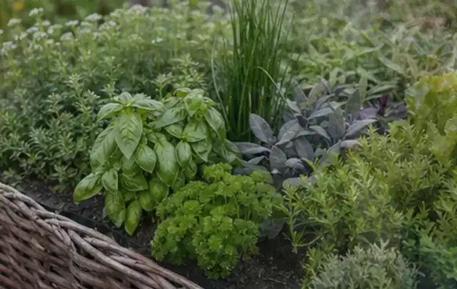 Dichtes Hochbeet mit Basilikum Schnittlauch Petersilie Salbei und weiteren Küchenkräutern; Thema Salat, Schwerpunkt Boden; Kontrolle.