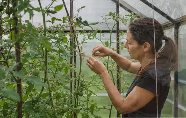 Person bindet junge Tomatentriebe in einem privaten Gewächshaus vorsichtig an; Thema Salat, Schwerpunkt Boden; Praxisalltag.