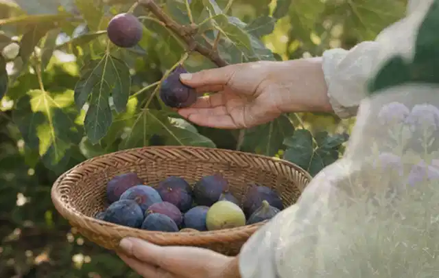 Hand pflückt eine reife Feige über einem flachen Korb mit Früchten; Thema Salat, Schwerpunkt Ernte; Ausgangslage.
