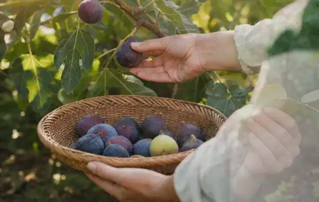 Hand pflückt eine reife Feige über einem flachen Korb mit Früchten; Thema Salat, Schwerpunkt Ernteprobleme; Ausgangslage.