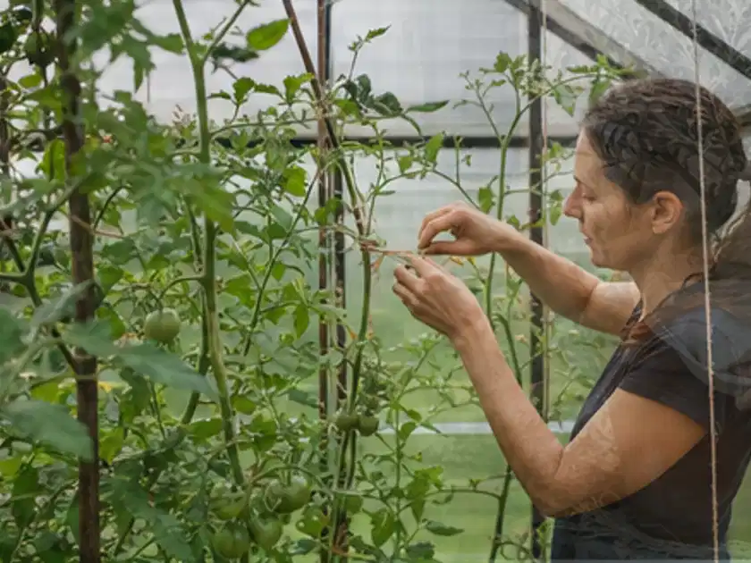 Person bindet junge Tomatentriebe in einem privaten Gewächshaus vorsichtig an; Thema Salat, Schwerpunkt Fehlerhilfe; Titelbild.