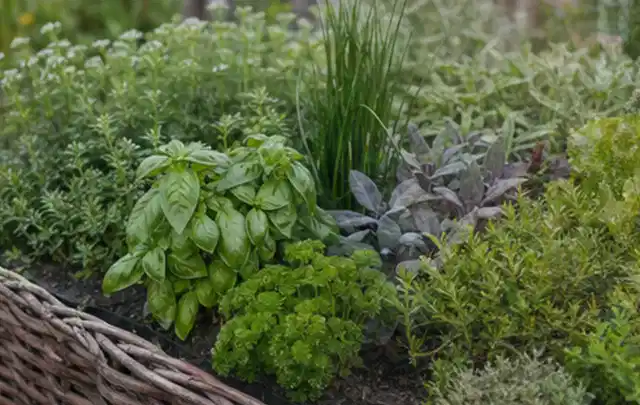 Dichtes Hochbeet mit Basilikum Schnittlauch Petersilie Salbei und weiteren Küchenkräutern; Thema Salat, Schwerpunkt Gemüse; Kontrolle.