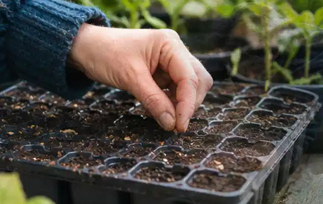Hand legt einzelne Samen in vorbereitete Anzuchtschalen mit lockerer Erde; Thema Salat, Schwerpunkt Gemüse; Ergebnis.
