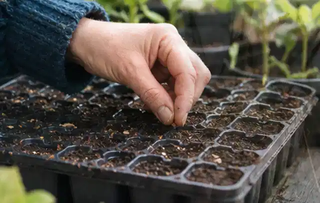Hand legt einzelne Samen in vorbereitete Anzuchtschalen mit lockerer Erde; Thema Salat, Schwerpunkt Gewächshaus; Praxisalltag.