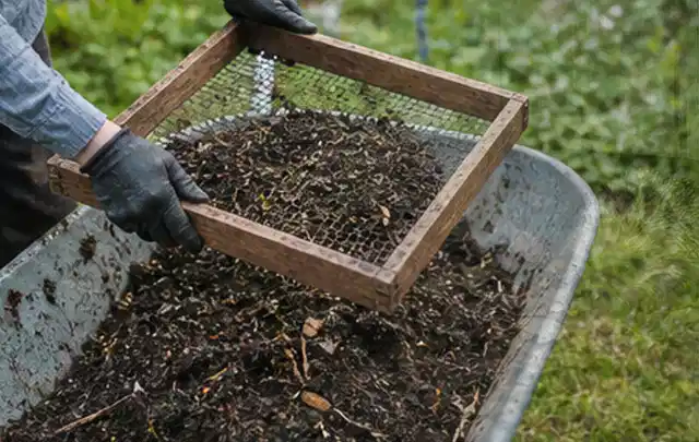 Behandschuhte Hände sieben reifen Kompost über einer Gartenschubkarre; Thema Salat, Schwerpunkt Hochbeet; Ausgangslage.