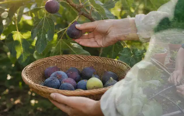 Hand pflückt eine reife Feige über einem flachen Korb mit Früchten; Thema Salat, Schwerpunkt Lagerung; Ausgangslage.