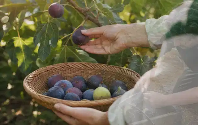 Hand pflückt eine reife Feige über einem flachen Korb mit Früchten; Thema Salat, Schwerpunkt Nährstoffe; Umsetzung.