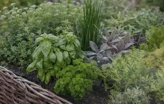 Dichtes Hochbeet mit Basilikum Schnittlauch Petersilie Salbei und weiteren Küchenkräutern; Thema Salat, Schwerpunkt Nährstoffe; Kontrolle.