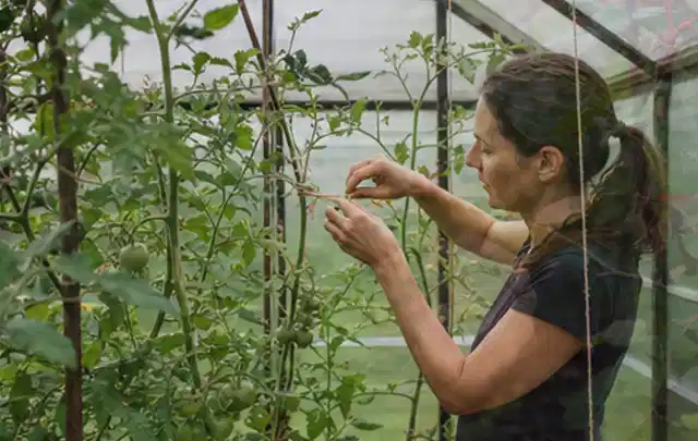 Person bindet junge Tomatentriebe in einem privaten Gewächshaus vorsichtig an; Thema Salat, Schwerpunkt Nährstoffe; Praxisalltag.