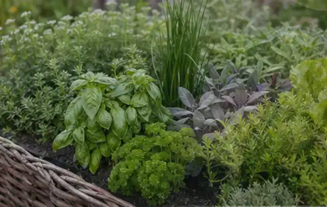 Dichtes Hochbeet mit Basilikum Schnittlauch Petersilie Salbei und weiteren Küchenkräutern; Thema Salat, Schwerpunkt Pflanzenschutz; Ausgangslage.