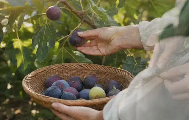 Hand pflückt eine reife Feige über einem flachen Korb mit Früchten; Thema Salat, Schwerpunkt Pflanzenschutz; Kontrolle.