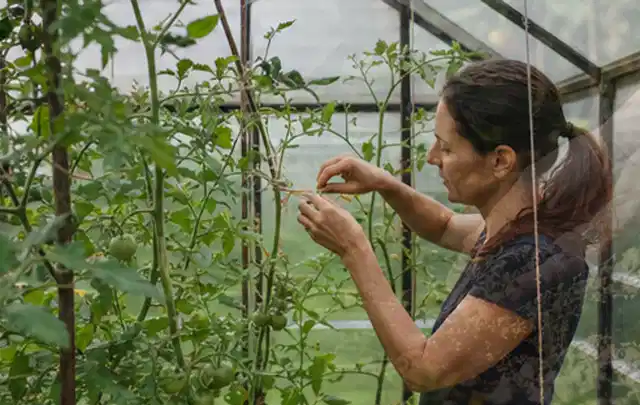 Person bindet junge Tomatentriebe in einem privaten Gewächshaus vorsichtig an; Thema Salat, Schwerpunkt Pflanzenschutz; Praxisalltag.