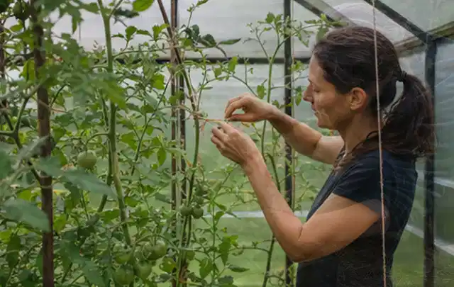 Person bindet junge Tomatentriebe in einem privaten Gewächshaus vorsichtig an; Thema Salat, Schwerpunkt Schnitt; Praxisalltag.