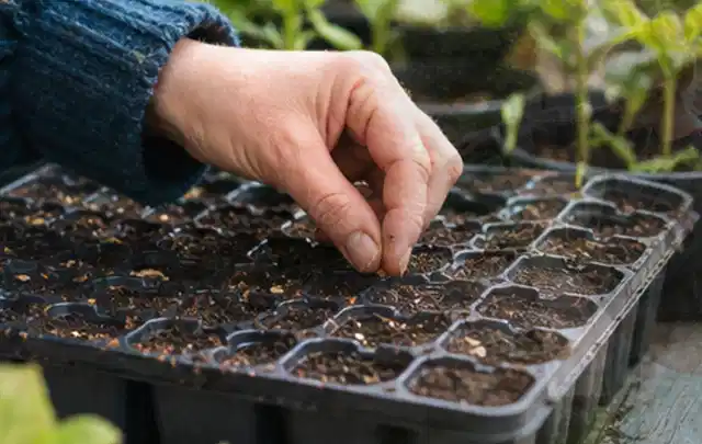 Hand legt einzelne Samen in vorbereitete Anzuchtschalen mit lockerer Erde; Thema Salat, Schwerpunkt Sortenwahl; Ergebnis.