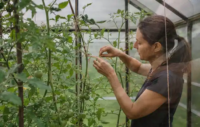 Person bindet junge Tomatentriebe in einem privaten Gewächshaus vorsichtig an; Thema Salbei, Schwerpunkt Anbau; Ausgangslage.