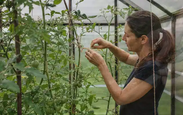 Person bindet junge Tomatentriebe in einem privaten Gewächshaus vorsichtig an; Thema Salbei, Schwerpunkt Balkongarten; Umsetzung.