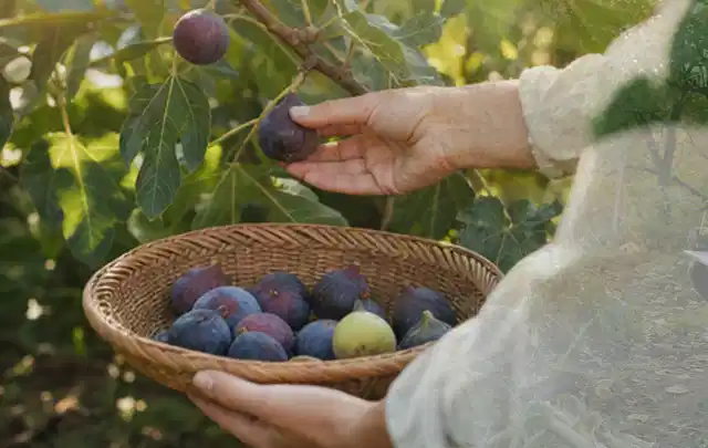 Hand pflückt eine reife Feige über einem flachen Korb mit Früchten; Thema Salbei, Schwerpunkt Bewässerung; Umsetzung.