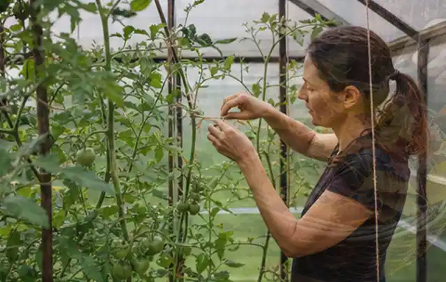 Person bindet junge Tomatentriebe in einem privaten Gewächshaus vorsichtig an; Thema Salbei, Schwerpunkt Bewässerung; Kontrolle.