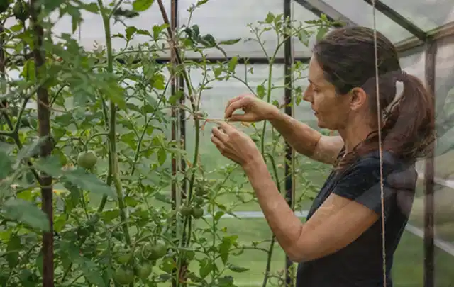 Person bindet junge Tomatentriebe in einem privaten Gewächshaus vorsichtig an; Thema Salbei, Schwerpunkt Boden; Praxisalltag.