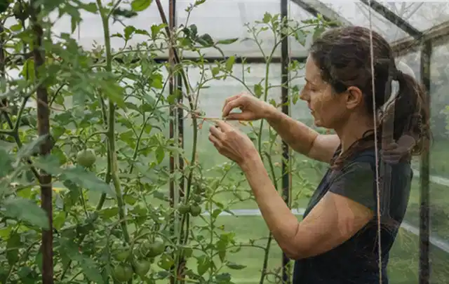 Person bindet junge Tomatentriebe in einem privaten Gewächshaus vorsichtig an; Thema Salbei, Schwerpunkt Einsteigerwissen; Praxisalltag.