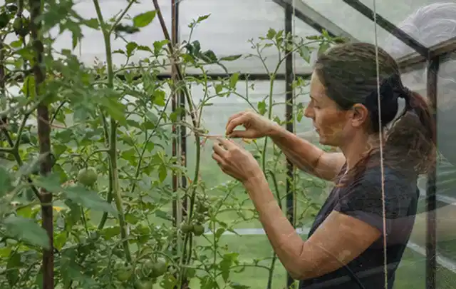 Person bindet junge Tomatentriebe in einem privaten Gewächshaus vorsichtig an; Thema Salbei, Schwerpunkt Ernte; Praxisalltag.