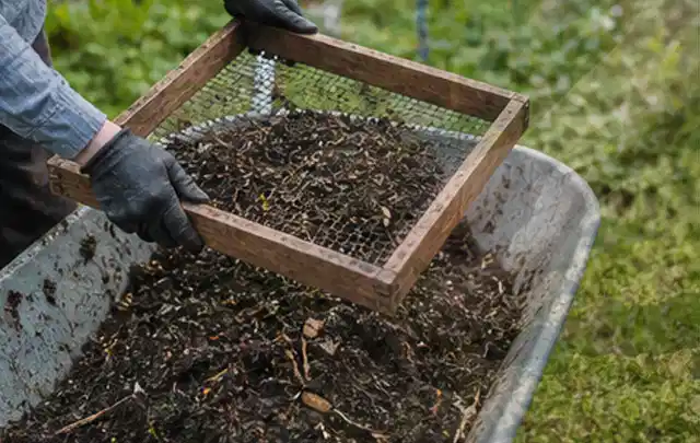 Behandschuhte Hände sieben reifen Kompost über einer Gartenschubkarre; Thema Salbei, Schwerpunkt Fehlerhilfe; Ausgangslage.