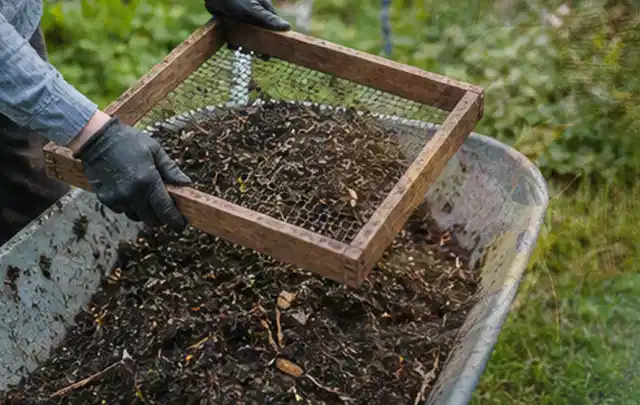 Behandschuhte Hände sieben reifen Kompost über einer Gartenschubkarre; Thema Salbei, Schwerpunkt Hochbeet; Kontrolle.