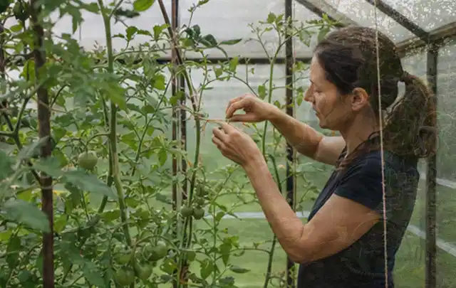 Person bindet junge Tomatentriebe in einem privaten Gewächshaus vorsichtig an; Thema Salbei, Schwerpunkt Kräuter; Umsetzung.