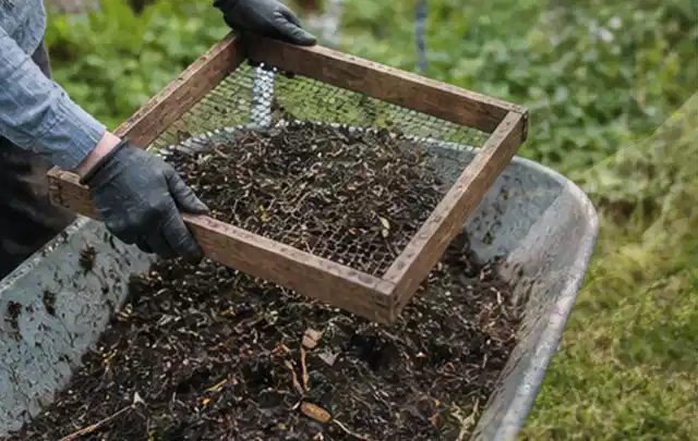 Behandschuhte Hände sieben reifen Kompost über einer Gartenschubkarre; Thema Salbei, Schwerpunkt Kräuter; Ergebnis.