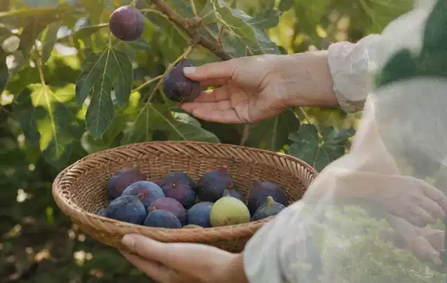 Hand pflückt eine reife Feige über einem flachen Korb mit Früchten; Thema Salbei, Schwerpunkt Pflanzenschutz; Praxisalltag.