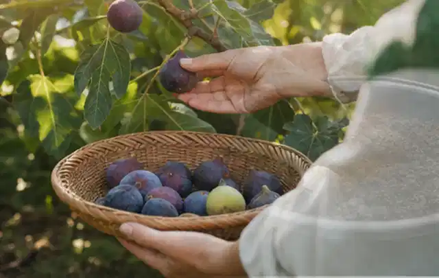 Hand pflückt eine reife Feige über einem flachen Korb mit Früchten; Thema Salbei, Schwerpunkt Pflanzung; Umsetzung.