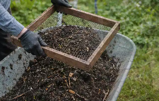 Behandschuhte Hände sieben reifen Kompost über einer Gartenschubkarre; Thema Salbei, Schwerpunkt Pflanzung; Ergebnis.