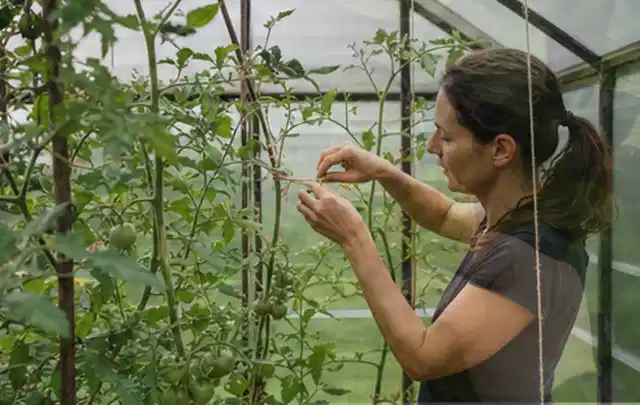 Person bindet junge Tomatentriebe in einem privaten Gewächshaus vorsichtig an; Thema Salbei, Schwerpunkt Pflanzung; Praxisalltag.